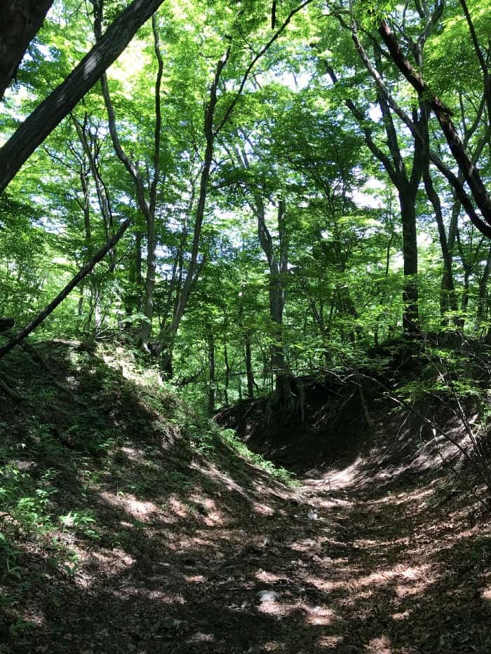 Komorebi on forest floor.