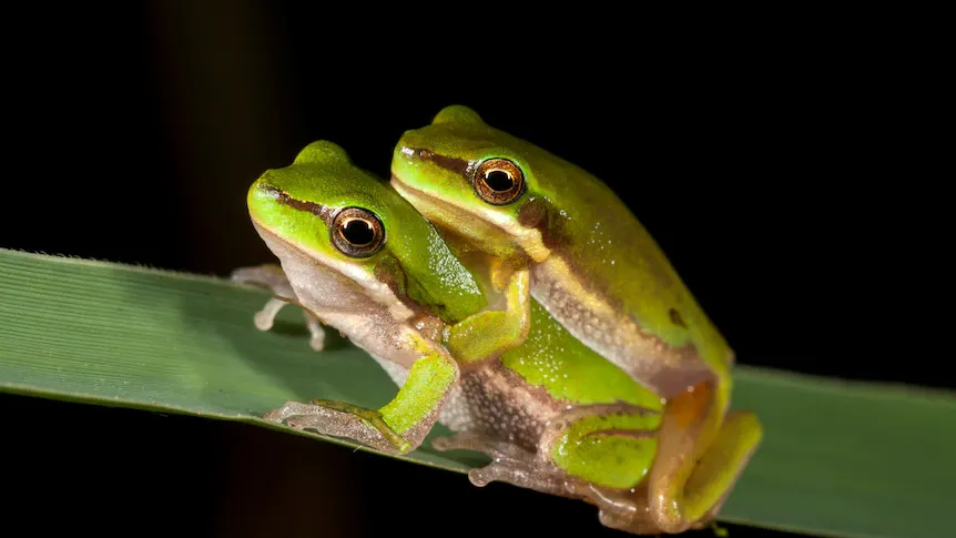 Word of the Day: Batrachian